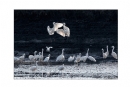 李样尊《银湖鸟影》摄影作品欣赏(10)_在线影展的作品