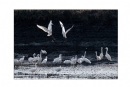 李样尊《银湖鸟影》摄影作品欣赏(11)_在线影展的作品