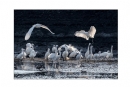 李样尊《银湖鸟影》摄影作品欣赏(12)_在线影展的作品