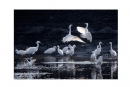 李样尊《银湖鸟影》摄影作品欣赏(13)_在线影展的作品