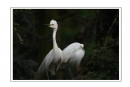 夏章烈《鹭之影》摄影作品欣赏(20)_在线影展的作品