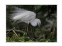 夏章烈《鹭之影》摄影作品欣赏(10)_在线影展的作品