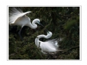 夏章烈《鹭之影》摄影作品欣赏(18)_在线影展的作品