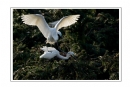 夏章烈《鹭之影》摄影作品欣赏(8)_在线影展的作品