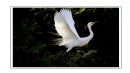 夏章烈《鹭之影》摄影作品欣赏(9)_在线影展的作品