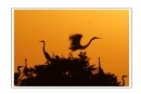 夏章烈《鹭之影》摄影作品欣赏(1)_在线影展的作品