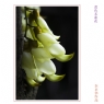 李卓华《奇葩·禾雀花》系列摄影作品欣赏(3)_在线影展的作品