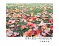 邝昭明《加拿大游记--枫叶的灿烂》摄影作品欣赏(26)_在线影展的作品