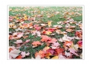 邝昭明《加拿大游记--枫叶的灿烂》摄影作品欣赏(16)_在线影展的作品