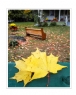 邝昭明《加拿大游记--枫叶的灿烂》摄影作品欣赏(1)_在线影展的作品