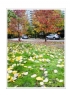 邝昭明《加拿大游记--枫叶的灿烂》摄影作品欣赏(2)_在线影展的作品