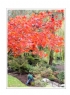 邝昭明《加拿大游记--枫叶的灿烂》摄影作品欣赏(7)_在线影展的作品