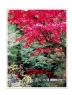 邝昭明《加拿大游记--枫叶的灿烂》摄影作品欣赏(10)_在线影展的作品